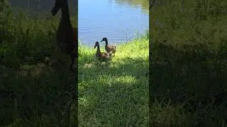 Peaceful Duck Walk #duckwatching #naturetherapy #relaxingview #calmvibes