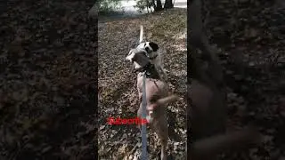 Keep an eye on your dog 2 #dogawareness #funny #xlbully #dog #dogsplaying #dogs