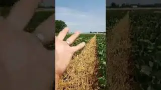 Post harvest Relay Wheat