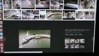 Giant Dragon in Africa - Morocco - Sahara Desert - Atlantis