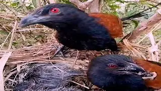 Greater coucal bird Feed the baby & look safe around the nest#baby