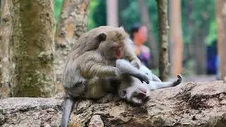 Prianna monkey naughty monkey in show attitude behavior action