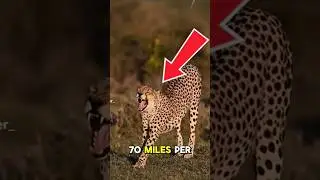 You Won&rsquo;t Believe How Fast This Cat Is 😳⚡#viral #shorts #animals #wildlife #cheetah