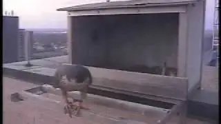 2011 Topeka Falcon Cam-March 30, 2011 @ 1936 hrs EST.