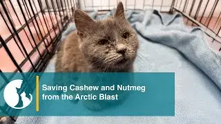 Saving Cashew and Nutmeg from the Arctic Blast