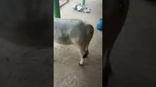 Pungunuru calf sale9542178733 #cow #animals #telugu #farming #ytshort