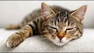Playlist(cat purring) - Adorable Cat Moments 🐾✨