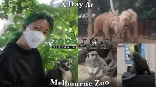 A Day at the Melbourne Zoo | ft. Seal and Lemur Encounter!