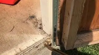 Ants in shed