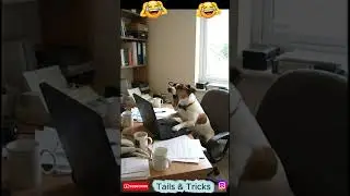 When the email doesn't send... 💻🐶 Monday morning mood! 😂 #shorts #dogworker #fail #funnyvideo