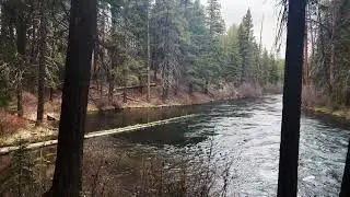 (4K UHD) HIKING HIGHLIGHTS - West Metolius River Trail in Spring - Approach to Fly Fishing Cove!