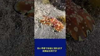 カラスキセワタ Philinopsis speciosa #Shorts　#貝の生態　#貝のオンライン図鑑　#ビーチコーミング　#Shelldiving