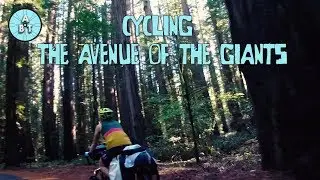 Cycling through the Avenue Of The Giants | Adventure Bike Touring