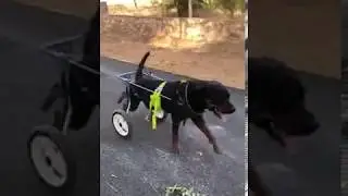 MIntbowl dog wheelchairs India Rottweiler enjoy to Walk Mob 9979035679 paralyzed handicap dog cart