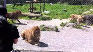 Lion Fight- Roar