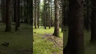 FPV discovery flight: into the woods02 - DJI Avata 2 #dji #fpv #avata2