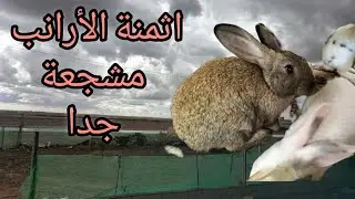 اثمنة قنية واصلة 40درهم ✌️🌺💜 صعوبة في الخصوبة #ارانب للبيع 0708809199