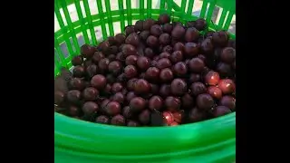 Let's Make Sweet N Sour Plum Sauce for Stir Fry