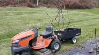 Part 4 - How to Prepare a Fig Tree for Winter