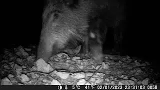 Northern Spain Mountain Trail Camera Footage (31/01/26) 