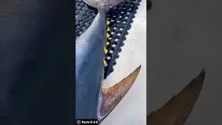 Tuna moving its tail #shorts #instagram #ytsortsvideo