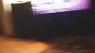 Dogs running around like crazy