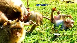 Why Lizzy Monkey Hate Baby Coper Like This, Bite & Slapping & Throw Baby Away, Cry 4 reason