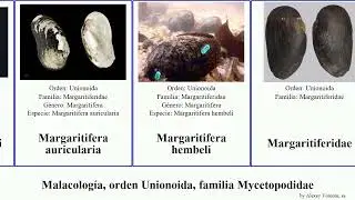Malacolog&iacute;a, orden Unionoida, familia Mycetopodidae ambiguous mollusca Diplodon Margaritifera