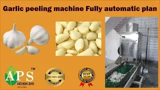 Garlic peeling machine Fully automatic plant - 08238550555