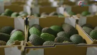 B&L Fruit Logistics