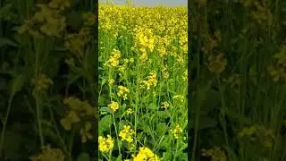 सरसों से बम्फर पैदावार के लिए करे इस समय बुआई ।। Mustard sowing time ।। #mustardseeds #mustard ।।