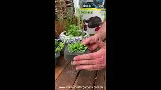How to grow Swamp Mazus (Mazus pumilio) Pond Plant