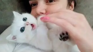 5 недель после рождения | Котенок КоKо кусает и играется со мной