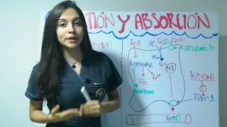 16) DIGESTIÓN Y ABSORCIÓN DE VITAMINAS Y MINERALES