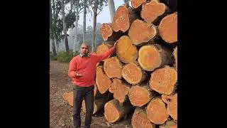Uttarakhand Teak wood round logs.Mobile no.8445303859.