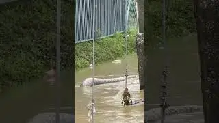 Python floats in flooded street in Pattani, Thailand