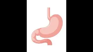 How to Draw a Stomach | Easy Step-by-Step Human Body Drawing for Kids