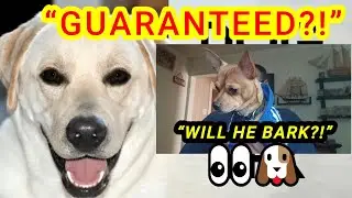 Dog Barking Video vs My Chihuahua&hellip; Will Vinny React?!