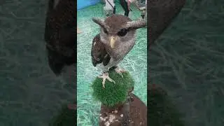 Bubo Sumatranus owl