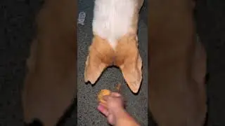 Hungry Dogs Drooling #shorts #short #dog