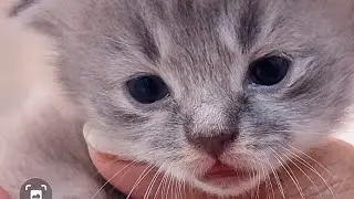 Mommy Chuppii's Vlog (staglai) is live!