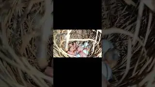 java chicks visit on my channel @Islamabad_pets #birds #pets #wildbirds
