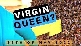 Do We Have a Virgin Queen? - Beekeeping at Mantel Farm 2022