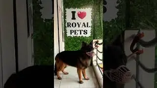 Pamper Your German Shepherd at Royal Pets Grooming! 🐾✨#RoyalPets#GroomingService #GermanShepherd