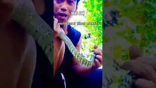 Ular Jali pembasmi tikus sawah #shorts #ular #viral