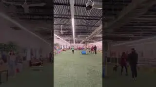 New indoor dog park in New York. Check it out! #dog #doglover