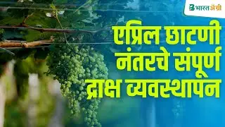 एप्रिल छाटणी नंतरचे संपूर्ण द्राक्ष लागवड माहिती व मार्गदर्शन | Grape Cultivation in Maharashtra