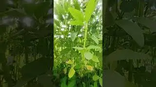 #rajasthan#agriculturefarming #desikishan