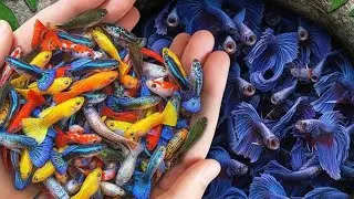 Amazing Catch!😍Colorful 💙Aquarium Fish Hidden Inside❤️Giant Eggs with💗Turtles and Eels😘 #fish #cute
