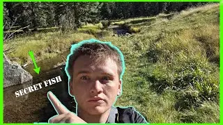 Fishing for a Fish Only Found in the White Mountains of Arizona (Rare!)